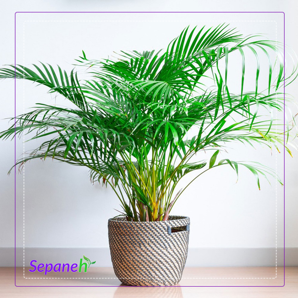 گیاه نخل اریکا یکی از بهترین گیاهان تصفیه کننده هوا 